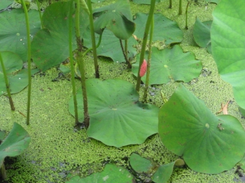 水面に浮かぶハスの葉,茎