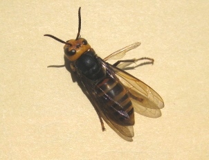 ひん死のコガタスズメバチ
