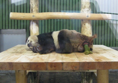 寝ながらうんちするパンダ・コウコウ2