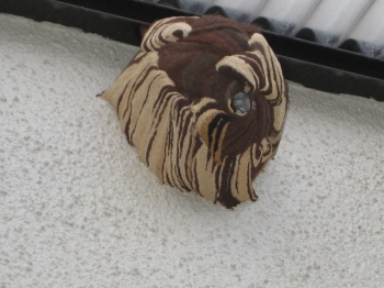 コガタスズメバチの巣