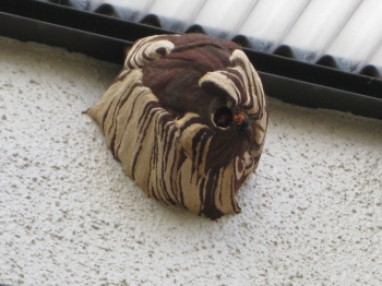 コガタスズメバチの巣