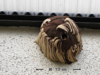 コガタスズメバチの巣・正面