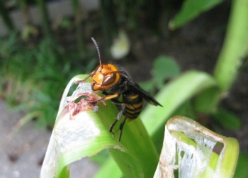 アマリリスの葉をかじるコガタスズメバチ2