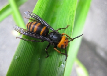コガタスズメバチとアマリリスの葉