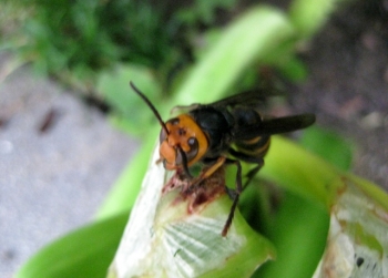 アマリリスの葉をかじるコガタスズメバチ3