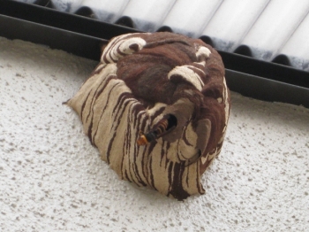 コガタスズメバチの巣とハチ