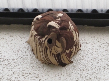 コガタスズメバチの巣