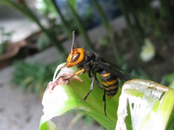 アマリリスの葉をかじるコガタスズメバチ1