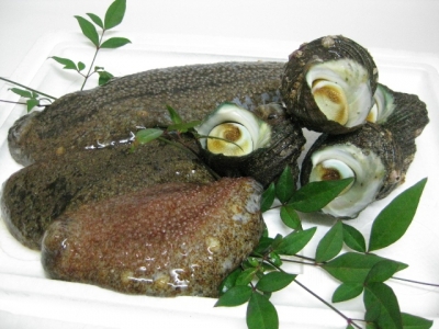 海鼠とサザエ