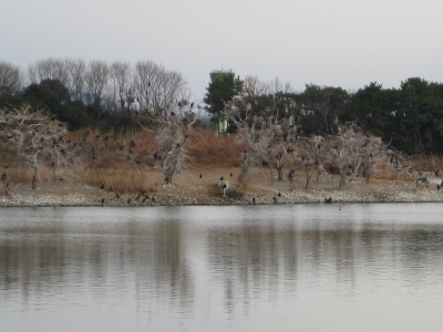 昆陽池の人工島の川鵜