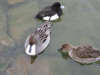 水鳥・キンクロハジロ,オナガガモ