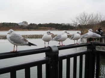 昆陽池で泳ぐ水鳥たち