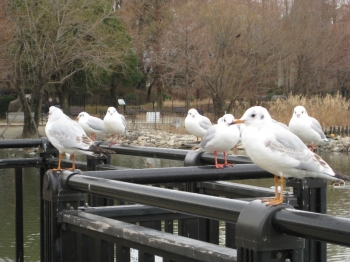 観察橋に止まっているユリカモメ 1