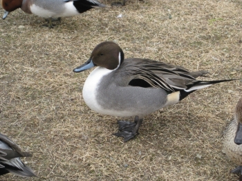 水鳥・オナガガモ