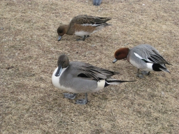 オナガガモ