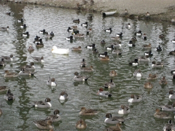 昆陽池に飛来の水鳥たち