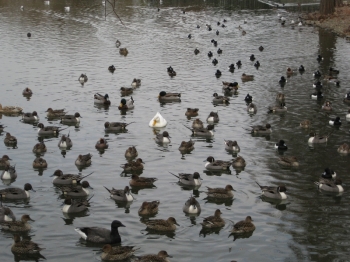 昆陽池に飛来の水鳥たち