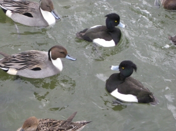 水鳥・キンクロハジロ,オナガガモ
