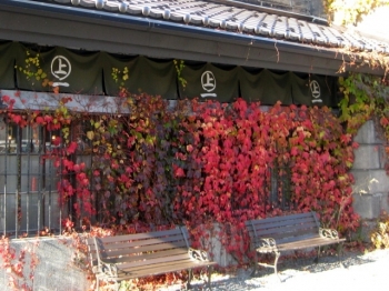 紅葉を背にしたベンチ