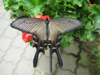 花の蜜を吸うジャコウアゲハ1