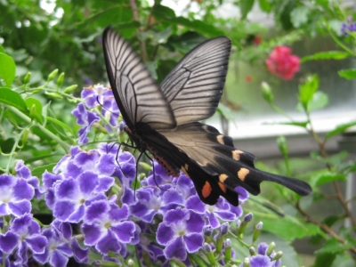 花の蜜を吸うジャコウアゲハ2