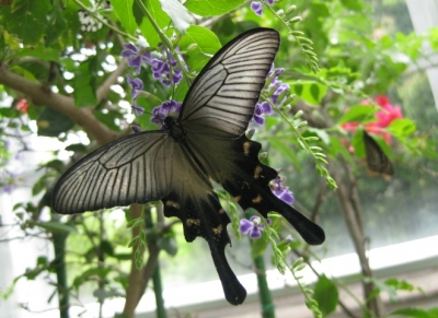 花の蜜を吸うジャコウアゲハ3