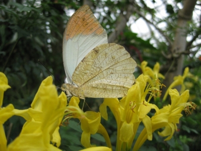 花の蜜を吸っているツマベニチョウ3,5月7日