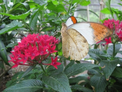 花の蜜を吸っているツマベニチョウ2,5月7日