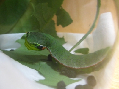 ツマベニチョウの幼虫,5月11日撮影