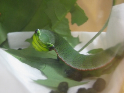 ツマベニチョウの幼虫,5月11日撮影