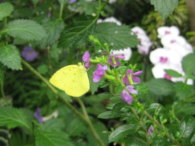 花の蜜を吸うキタキチョウ