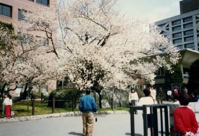 20年前の石割桜