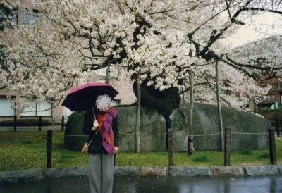 雨に濡れる20年前の石割桜