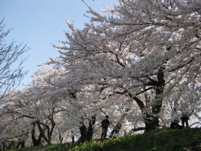 桧木内川堤の桜並木4