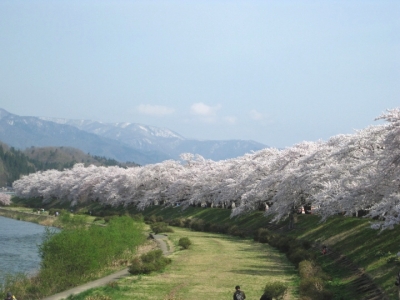 桧木内川堤の桜並木1