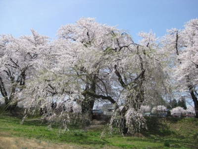 桧木内川堤の桜並木5