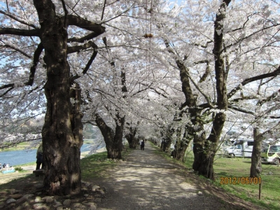 桧木内川堤の桜並木3