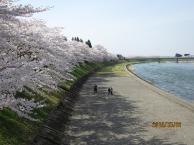 桧木内川堤の桜並木2