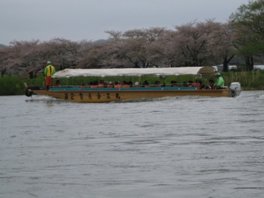 北上展勝地・桜のトンネル、北上川観光遊覧船