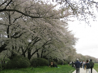 北上展勝地・桜のトンネル、花吹雪