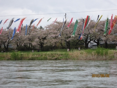 北上展勝地・桜のトンネル、北上川の鯉のぼり