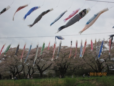 北上展勝地・桜のトンネル、北上川の鯉のぼり