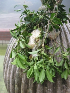 木の枝にモリアオガエルの卵塊