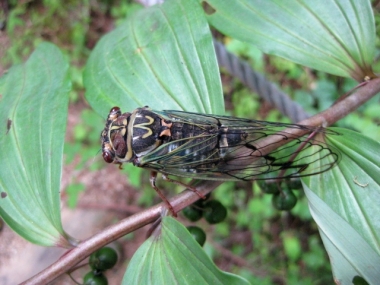 アマドコロの茎にとまったエゾゼミ