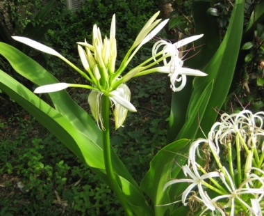 ハマユウの花
