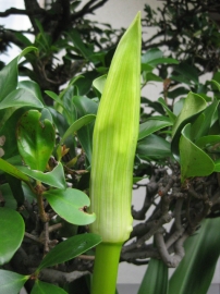 ハマユウの蕾の拡大4