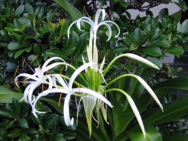 ハマユウの花,朝