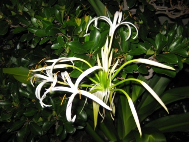 ハマユウの花,深夜