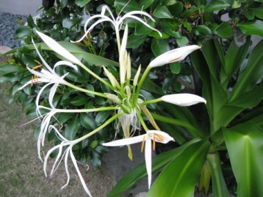 ハマユウの花・蕾開き始め