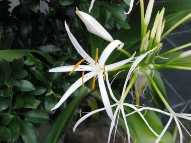 ハマユウの花・蕾